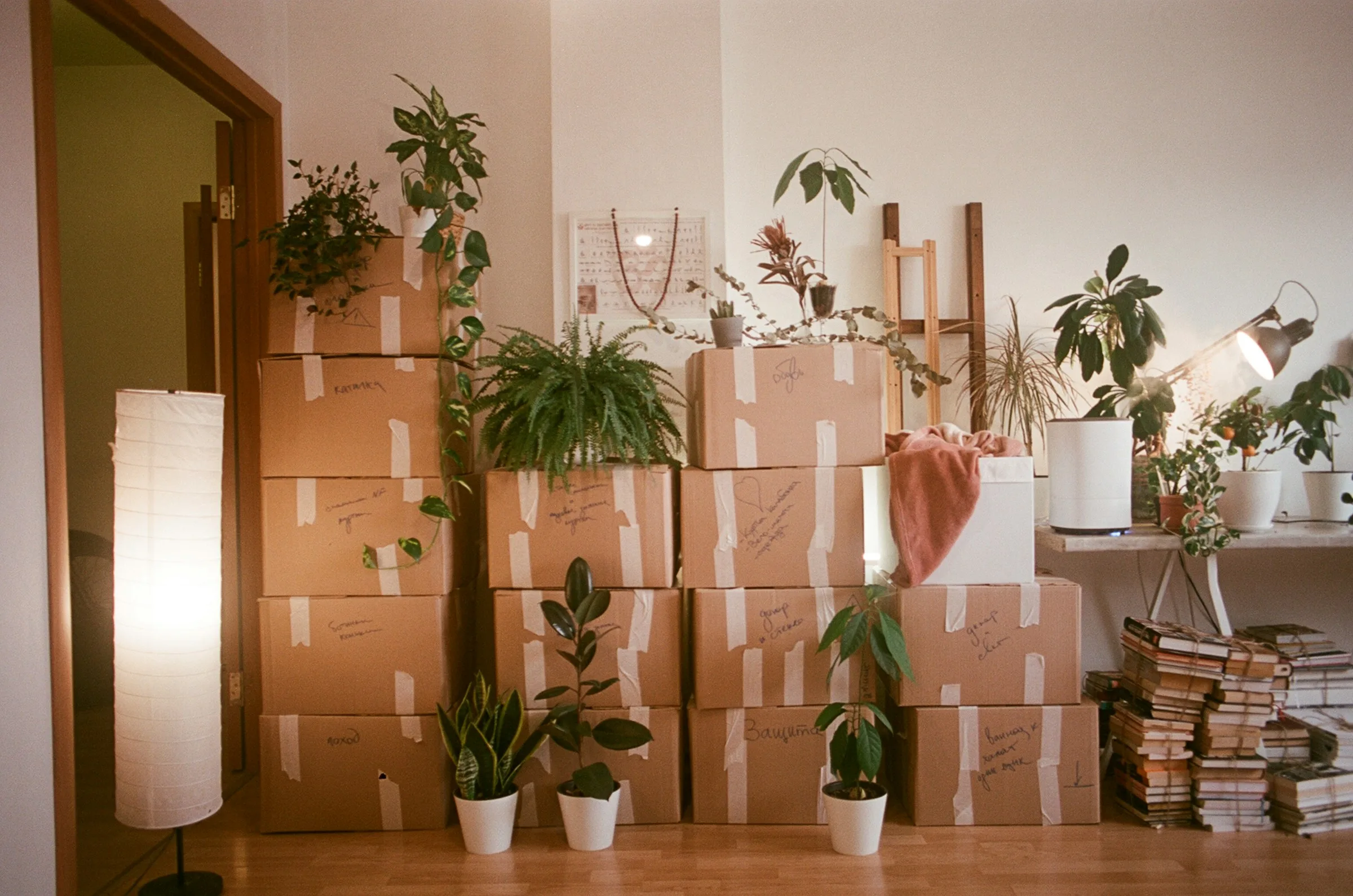 A room stacked with cardboard moving boxes and houseplants