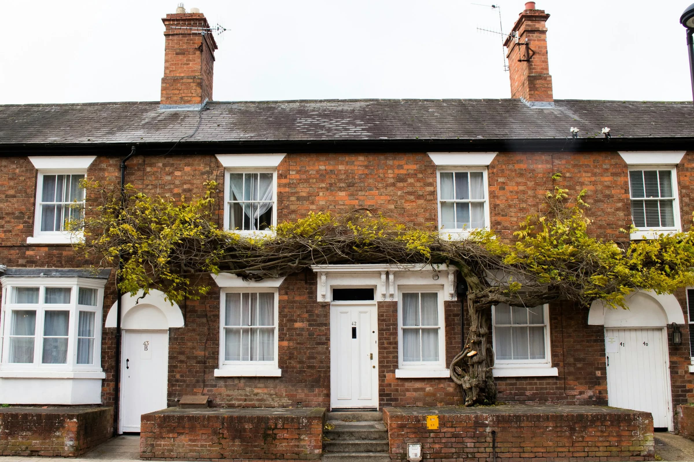 A terrace of red-brick houses with ivy on the front, white front doors and sash windows.
