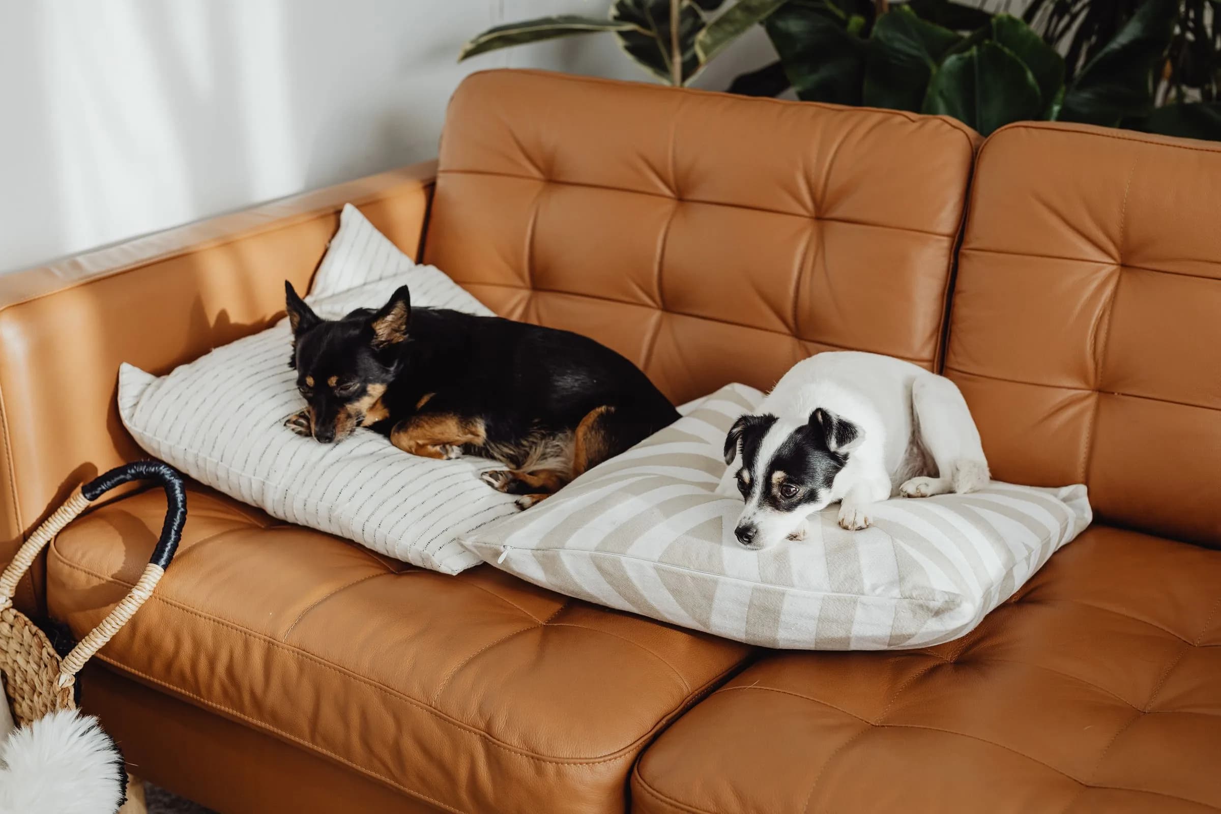 Two small dogs resting on cushions on a tan leather sofa in a bright living room.